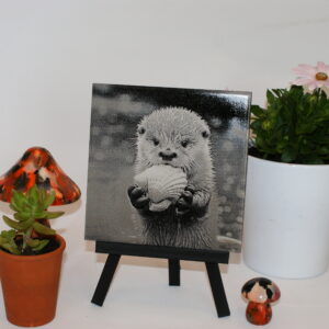Loutre & coquillage