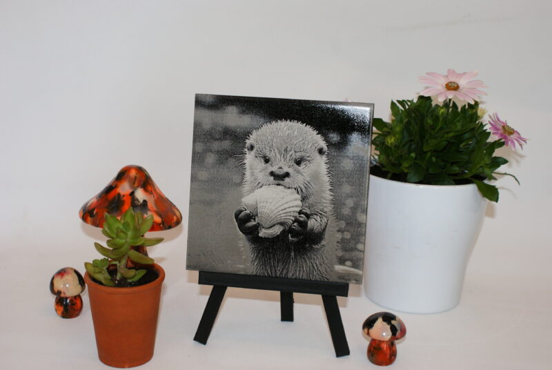Loutre & coquillage