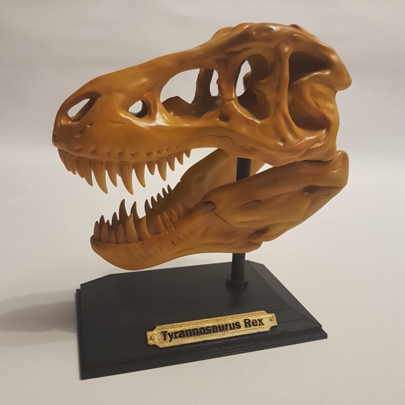 Réplique crâne Tyrannosaure